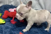 Holly, a female French Bulldog for sale in Sturgis, MI – Photo 7 of 7