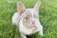Holly, a female French Bulldog for sale in Sturgis, MI – 2 of 8