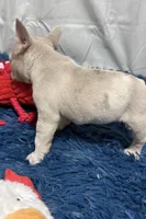 Holly, a female French Bulldog for sale in Sturgis, MI – Photo 6 of 7