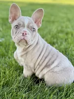 Holly, a female French Bulldog for sale in Sturgis, MI – 6 of 8