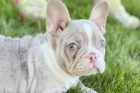Holly, a female French Bulldog for sale in Sturgis, MI – 4 of 8