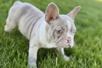 Holly, a female French Bulldog for sale in Sturgis, MI – 8 of 8