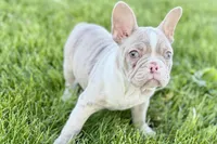 Holly, a female French Bulldog for sale in Sturgis, MI – 7 of 8