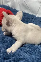 Holly, a female French Bulldog for sale in Sturgis, MI – Photo 2 of 7