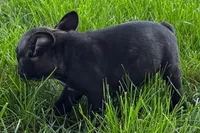 Vinny, a male Frenchton for sale in Sturgis, MI – 3 of 8