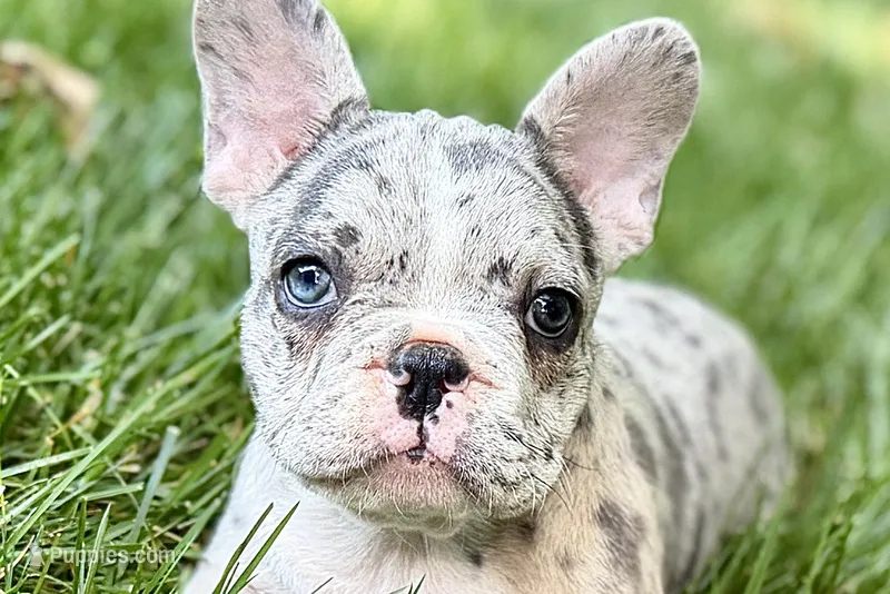 Gwen – French Bulldog puppy for sale in Sturgis, MI