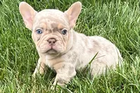 Eeyore, a male French Bulldog for sale in Sturgis, MI – 6 of 10