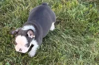 Chandler , a male French Bulldog for sale in Sturgis, MI – 6 of 10