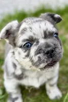 Smoky, a male French Bulldog for sale in Sturgis, MI – 4 of 10
