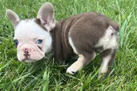 Gypsy , a female French Bulldog for sale in Sturgis, MI – 10 of 10