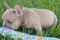 Peanut, a male French Bulldog for sale in Sturgis, MI – 3 of 10