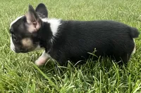 Frizzle, a female French Bulldog for sale in Sturgis, MI – 2 of 9