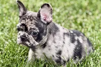 Upton, a male French Bulldog for sale in Sturgis, MI – 7 of 10