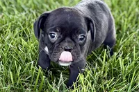 Queenie, a female Frenchton for sale in Sturgis, MI – 5 of 9