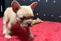 Leo, a  French Bulldog for sale in Sturgis, MI – 5 of 10