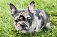Upton, a male French Bulldog for sale in Sturgis, MI – 4 of 10