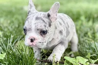 Gwen, a female French Bulldog for sale in Sturgis, MI – 7 of 10