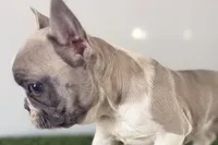 Gail, a female French Bulldog for sale in Sturgis, MI – Photo 4 of 9