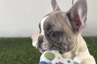 Gail, a female French Bulldog for sale in Sturgis, MI – Photo 1 of 9