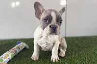 Gail, a female French Bulldog for sale in Sturgis, MI – Photo 7 of 9