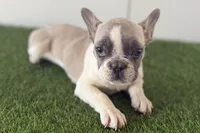 Gail, a female French Bulldog for sale in Sturgis, MI – Photo 6 of 9