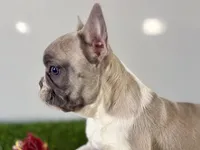 Gail, a female French Bulldog for sale in Sturgis, MI – Photo 5 of 9