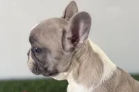 Gail, a female French Bulldog for sale in Sturgis, MI – Photo 3 of 9