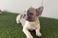 Gail, a female French Bulldog for sale in Sturgis, MI – Photo 8 of 9