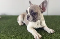 Gail, a female French Bulldog for sale in Sturgis, MI – Photo 9 of 9