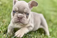 Milo, a male French Bulldog for sale in Sturgis, MI – 9 of 10