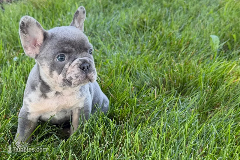 Rafe – French Bulldog puppy for sale in Sturgis, MI
