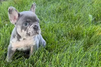 Rafe, a male French Bulldog for sale in Sturgis, MI – 1 of 9