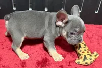 Ronnie, a male French Bulldog for sale in Sturgis, MI – 6 of 7