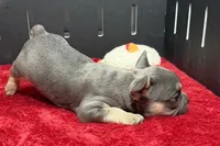 Zilo, a male French Bulldog for sale in Sturgis, MI – 9 of 10