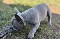 Colt, a male French Bulldog for sale in Sturgis, MI – 5 of 8