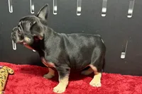 Zara , a male French Bulldog for sale in Sturgis, MI – 10 of 10