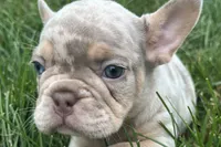 Eeyore, a male French Bulldog for sale in Sturgis, MI – 8 of 10