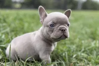 Cash, a male French Bulldog for sale in Sturgis, MI – 8 of 9