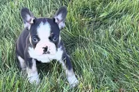 Cookie, a female French Bulldog for sale in Sturgis, MI – 3 of 9