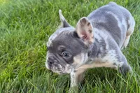 Russell, a male French Bulldog for sale in Sturgis, MI – 2 of 8