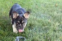 Marshall, a male French Bulldog for sale in Sturgis, MI – 9 of 10