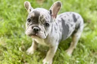 Greta, a female French Bulldog for sale in Sturgis, MI – 7 of 8