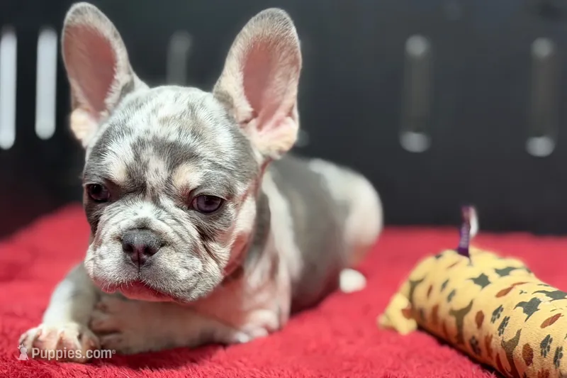 Zink – French Bulldog puppy for sale in Sturgis, MI