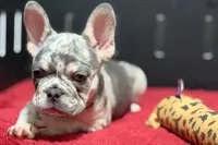 Zink, a female French Bulldog for sale in Sturgis, MI – 1 of 10
