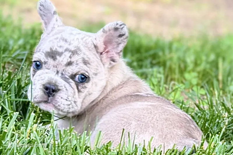 Gummy – French Bulldog puppy for sale in Sturgis, MI