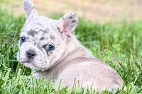Gummy, a male French Bulldog for sale in Sturgis, MI – 1 of 10