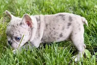 Glory, a female French Bulldog for sale in Sturgis, MI – 10 of 10