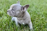 Colt, a male French Bulldog for sale in Sturgis, MI – 6 of 8