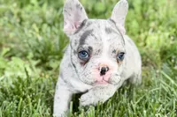 Gwen, a female French Bulldog for sale in Sturgis, MI – 3 of 10