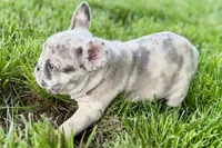 Gizmo, a male French Bulldog for sale in Sturgis, MI – 4 of 10